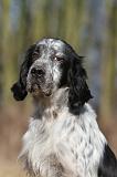 SETTER ANGLAIS 046